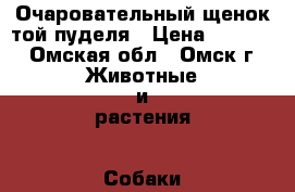  Очаровательный щенок той пуделя › Цена ­ 5 000 - Омская обл., Омск г. Животные и растения » Собаки   